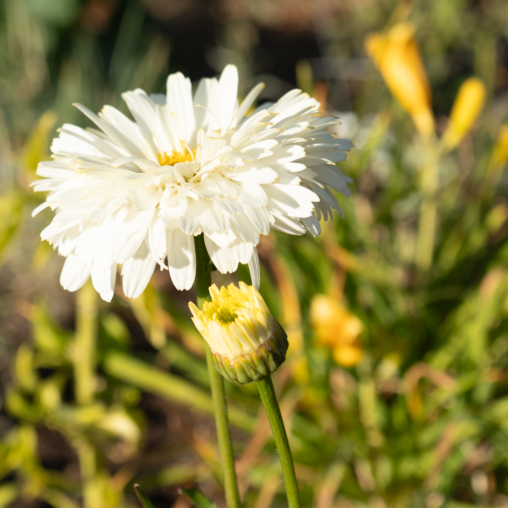 A big white flower and a smaller one next to it shine in the autumn sun in the Social Sprouts garden.
